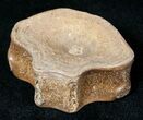 Cretaceous Fish Vertebrae - Hell Creek Formation - Montana #12719-1